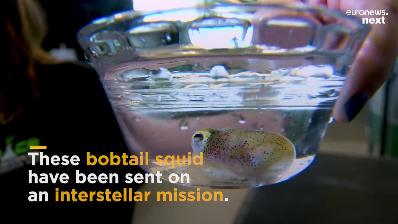 Squid in space: NASA's latest study could help humans survive deep space missions