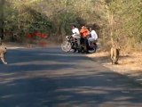 Ces motards croisent la route d'une famille de lions au milieu de la route... Demi tour