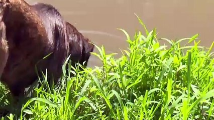 "Riva deresi kirli akıyor"