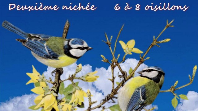 Naissances des mésanges au printemps 2021