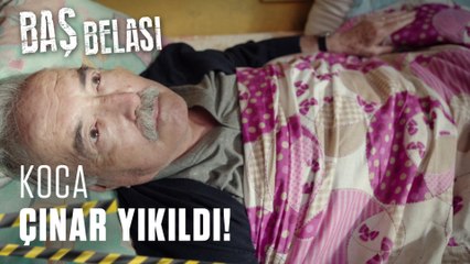 Koca çınar yıkıldı! - Baş Belası 3. Bölüm