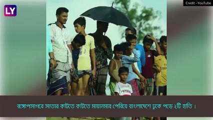 Bangladesh: জলে হাবুডুবু, বাংলাদেশে সমুদ্র থেকে উদ্ধার ২ হাতি