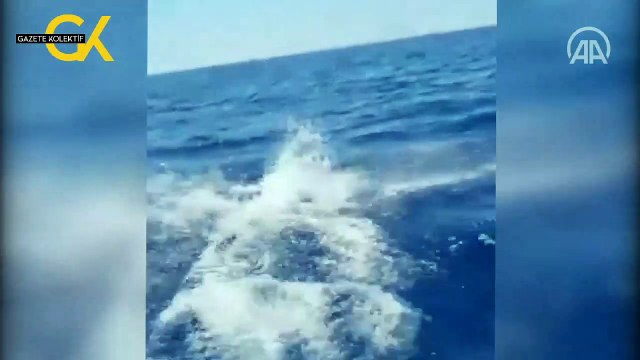 İtfaiye cankurtaran botuna eşlik eden yunuslar renkli görüntüler oluşturdu