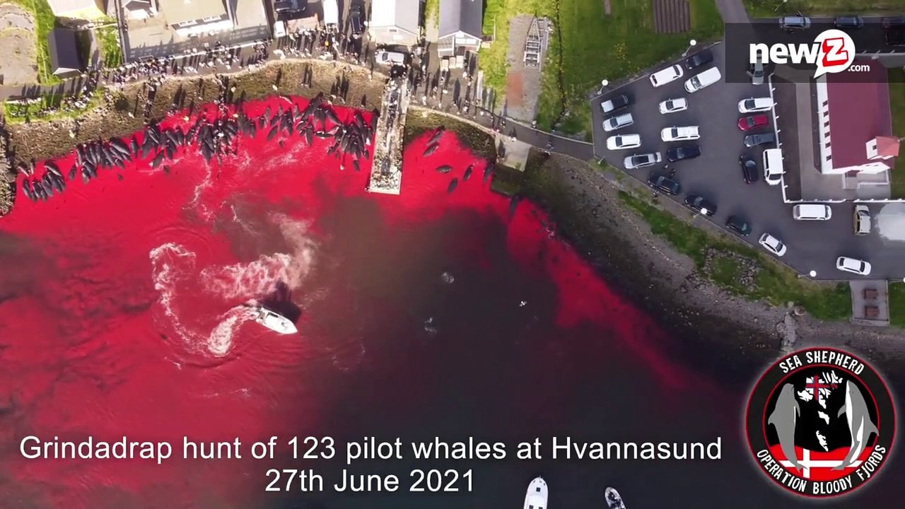 Faroe Islands, whale slaughter stains the sea with blood: Sea Shepherd's denunciation