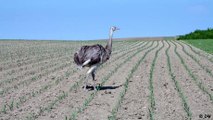 Greater Rheas spread their wings in Germany