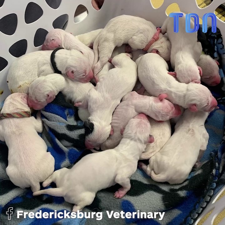 Une Dalmatien a mis au monde un nombre impressionnant de chiots : Le vétérinaire est sous le choc