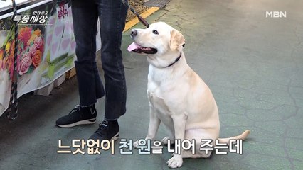 천원을 버는 방법! “내가 알려주마 왈왈”