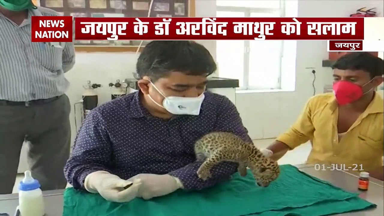 जयपुर के डॉक्टर ने मां से बिछड़े पैंथर शावक को बचाया