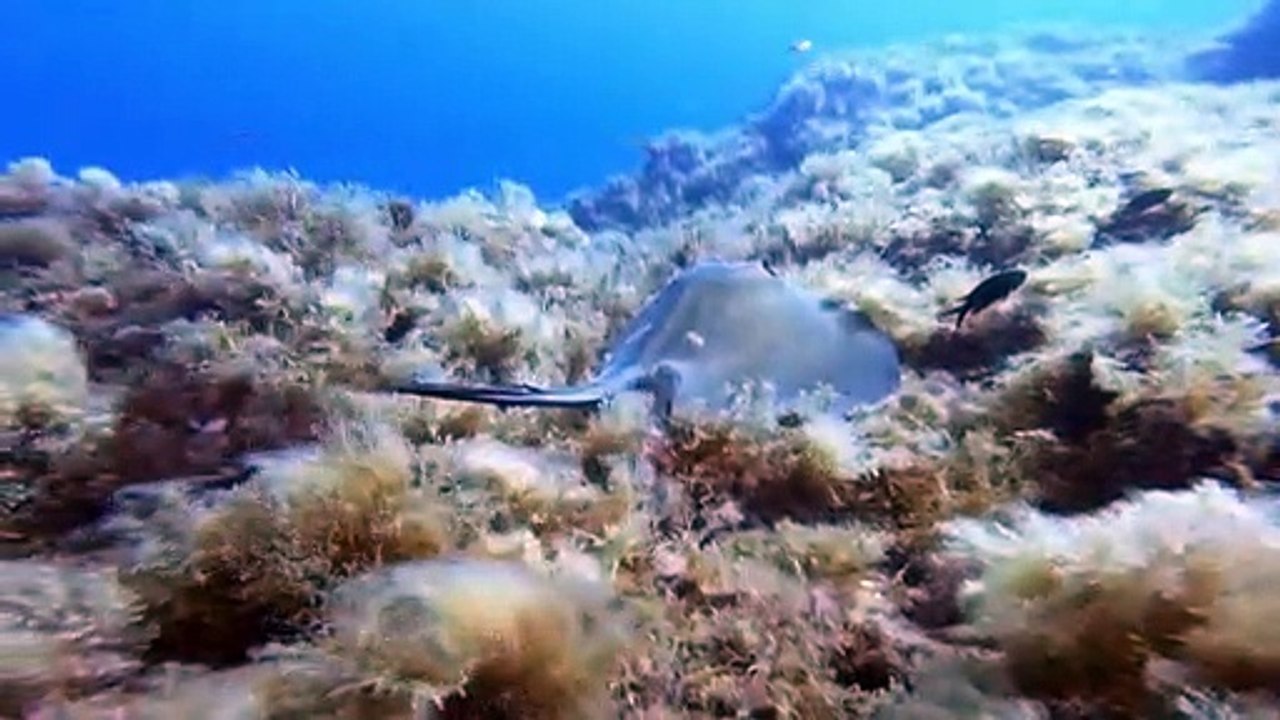 Raie Pastenague - Petit Cap Roux