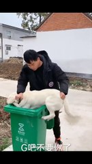 Smarts dogs - Good Deeds #shorts