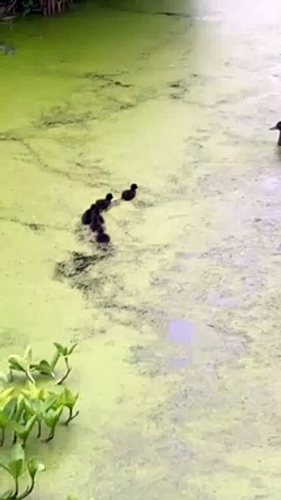 Une cane s'amuse à faire des blagues à ses canetons !