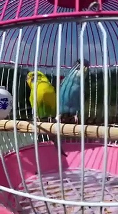 Funny Video Compilation 2021/Try Not Laugh/Chinese Funny Videos/Chinese Comedian/Funny Videos/Funny