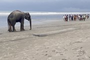Un gesto que marca la diferencia: pescadores rescatan elefantes varados en la playa