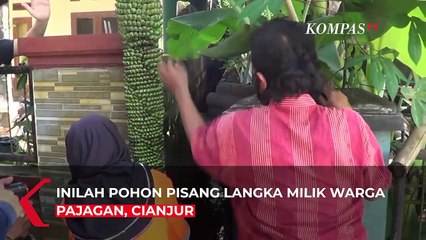 Warga Cianjur Heboh, Pisang Berbuah Seribu Tumbuh di Pekarangan