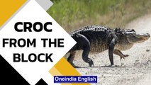 Viral video: Crocodile casually strolls in Karnataks's Kogilban village | Watch | Oneindia News
