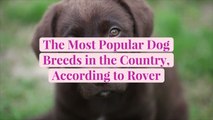 The 20 Most Popular Dog Breeds in the Country, According to Rover