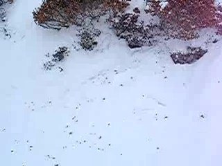 Loulou au ski