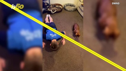 Hilarious Video Shows Dog Doing Push Ups With Owner!