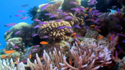 Colombia quiere más corales en su litoral pacífico y menos plástico en todo el país