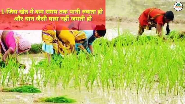 धान में रोपाई के बाद कौन सी घास की दवाई लगाये | Best Herbicides For Paddy |