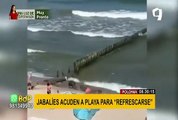 Familia de jabalíes causan asombro en una playa de Polonia