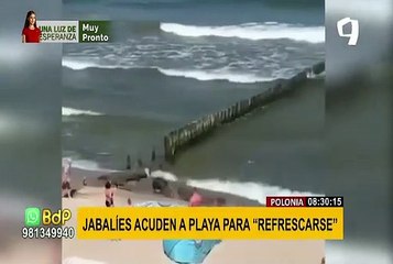 Familia de jabalíes causan asombro en una playa de Polonia