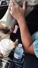 Quand une vache finit la tête coincée dans ta voiture !