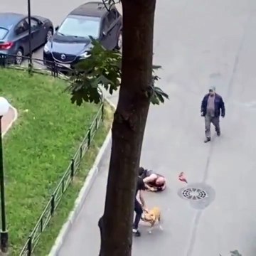 Il protège son chien de 2 pitbulls agressif... Prêt à tout