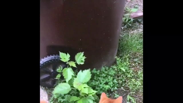 Cette souris échappe à 2 chats d'une façon géniale