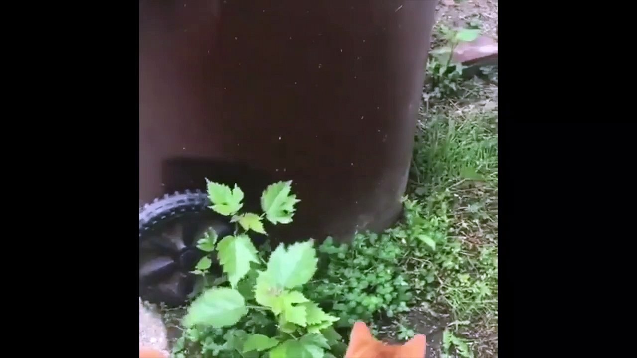 Cette souris échappe à 2 chats d'une façon géniale