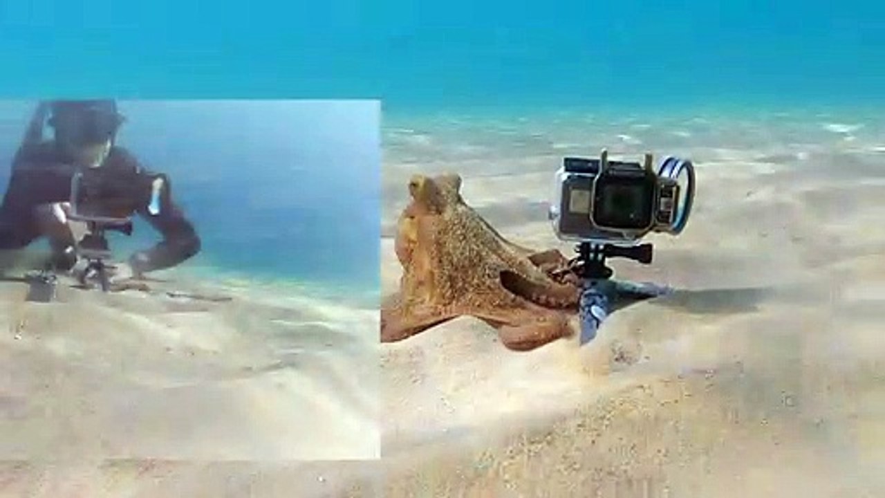 Octopus Grabs GoPro and Films Diver video Dailymotion