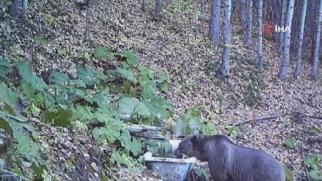 Doğa Koruma ve Milli Parklar ayının su ile eğlenme anını paylaştı