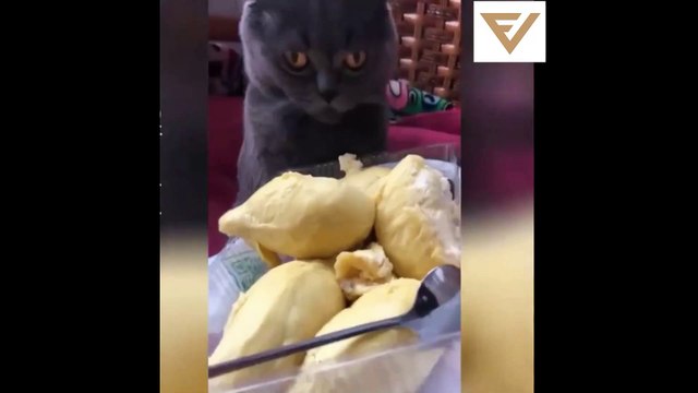 فيديوهات مضحكة 2021-Funny videos 2021