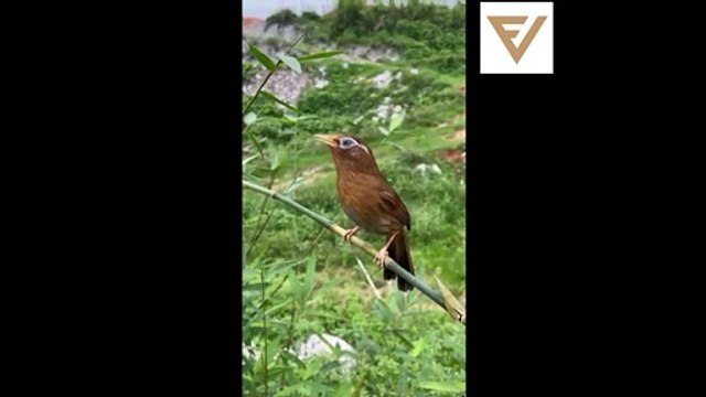 فيديوهات مضحكة 2021-Funny videos 2021