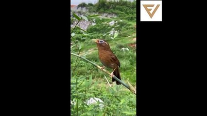 فيديوهات مضحكة 2021-Funny videos 2021