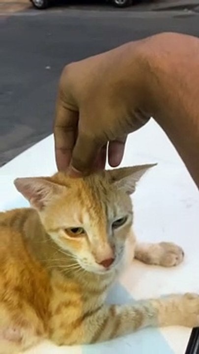 My  cat baby want Massage ‍♀️ .