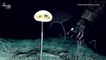 E.T. Like Sponge Found Deep in the Pacific Ocean