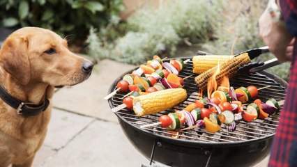 How to Keep Your Dog Safe at Summer Barbecues