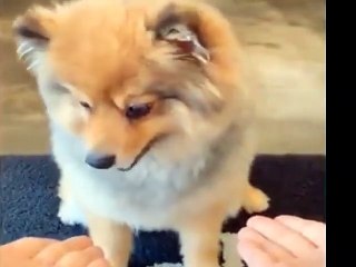 Funny  Cats and Owners are the best friends Videos