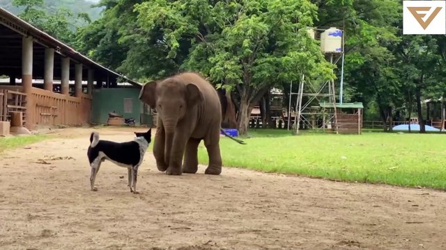 فيديوهات مضحكة 2021-Funny videos 2021