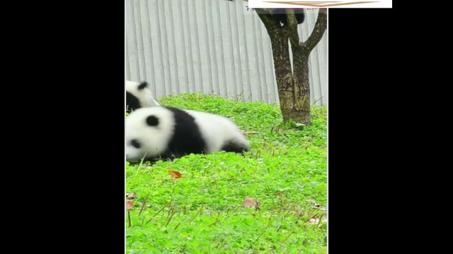 فيديوهات مضحكة 2021-Funny videos 2021