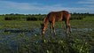 Outer Banks Wild Horses Fighting Back Against Invasive Plant by Chowing Down