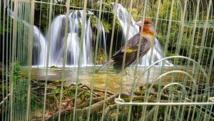 Canary x goldfinch Hybrid #10