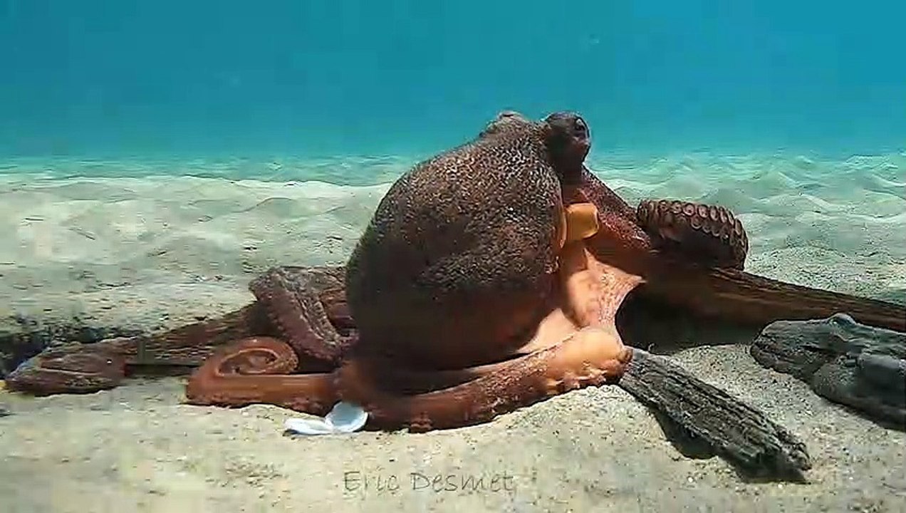 Octopuses Playing on Ocean Floor