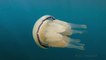 White Jellyfish Floats with Baby Fish