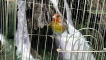 Canary x goldfinch Hybrid #13