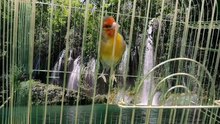 Canary x goldfinch Hybrid #15