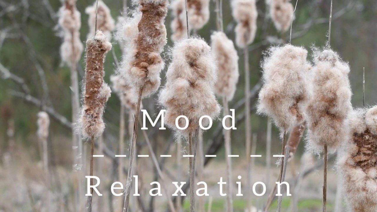 Relaxing Sleep Music • Deep Sleeping Music, Relaxing Music, Stress Relief, Meditation Music (Flying)