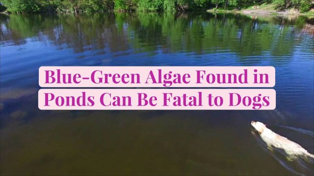 Blue-Green Algae Found in Ponds Can Be Fatal to Dogs