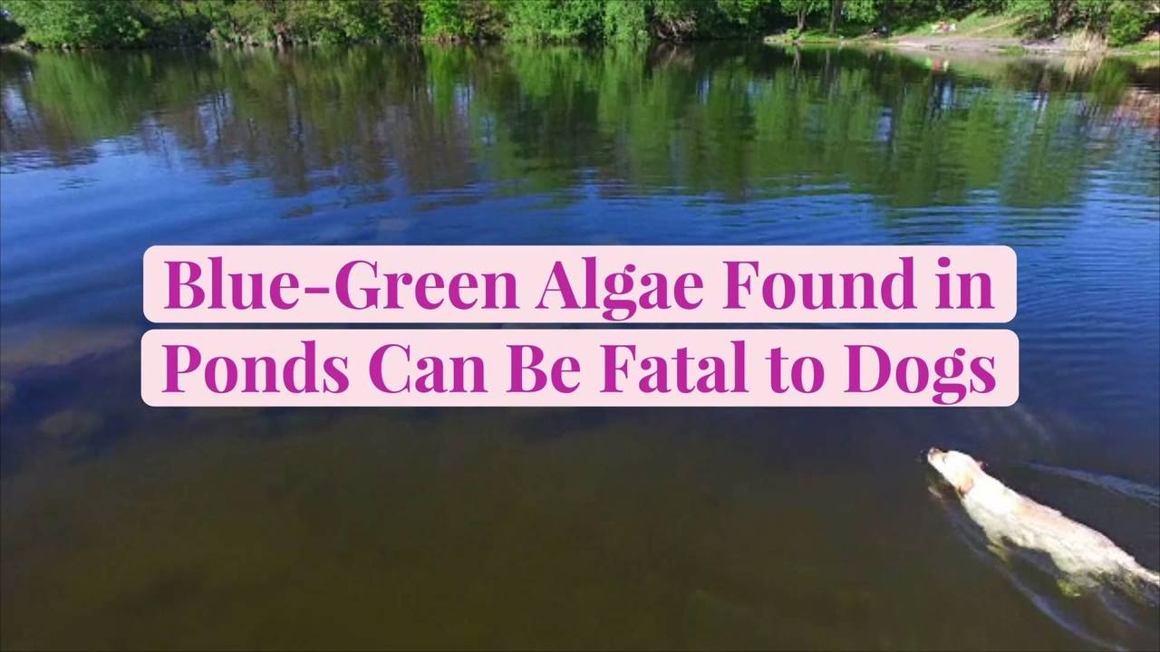 Blue-Green Algae Found in Ponds Can Be Fatal to...